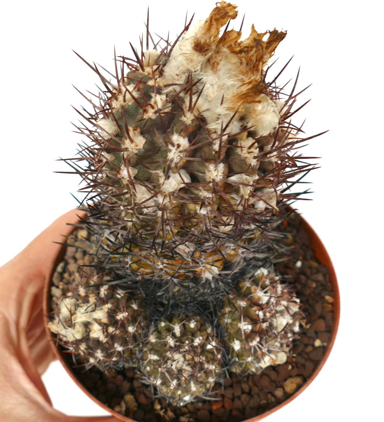 Pyrrhocactus sp. rare cactus with dense dark spines and woolly areoles in small pot