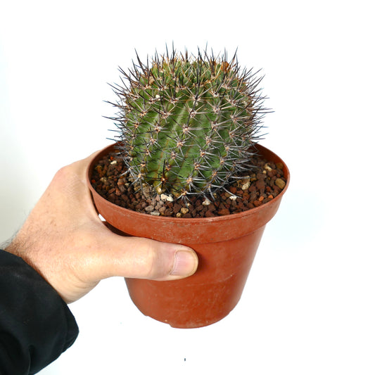 Pyrrhocactus sp. pequeno cacto verde com espinhos pretos densos e afiados em vaso de terracota