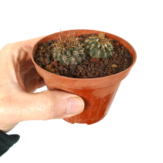 Mudas pequenas de cacto suculento Pyrrhocactus strausianus com espinhos afiados em vaso castanho