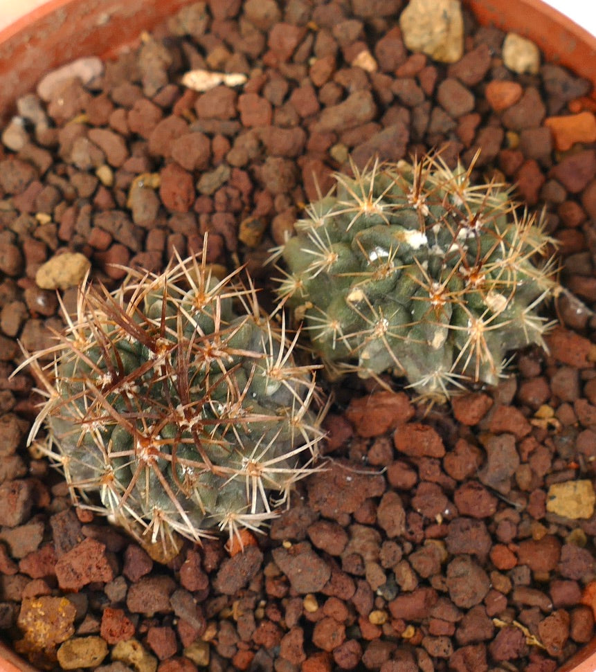 Pyrrhocactus strausianus pequeno cacto suculento com espinhos densos e afiados em solo rochoso