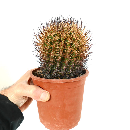 Pyrrhocactus totoralensis cactus with dense golden and black spines in terracotta pot
