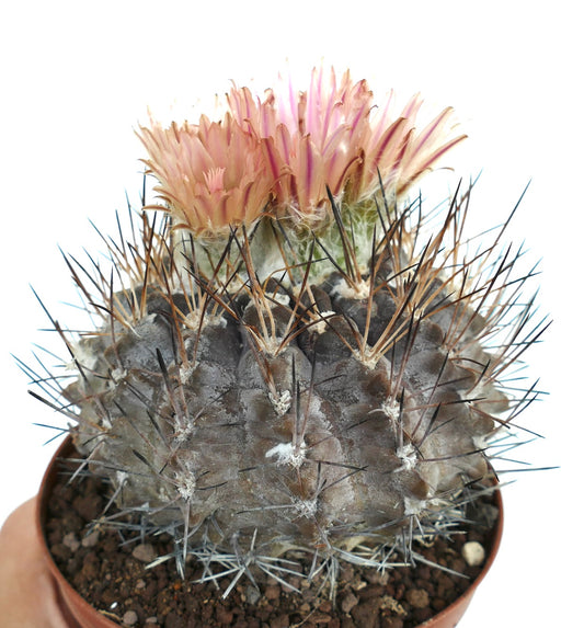 Pyrrhocactus vertongenii sjelden kaktus med tette, skarpe pigger og blek rosa blomster i potte
