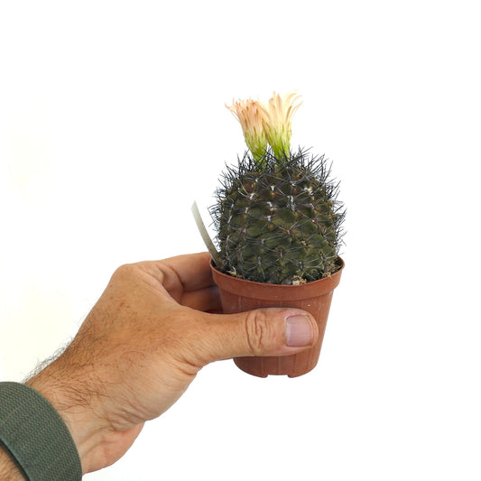 ピロカクタス・ヴェクサトゥス 小さく丸いサボテンで、密集した黒いトゲと淡い黄色の花が特徴です