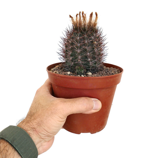 Pyrrhocactus AW293 small dark green cactus with dense long spines and brown woolly crown in pot