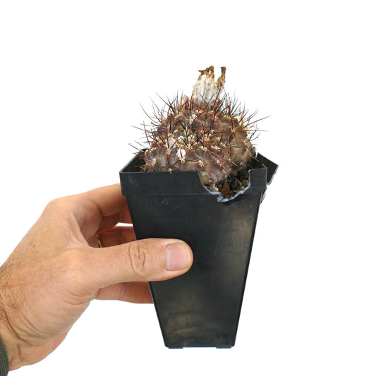 Pyrrhocactus spec. sukkulent kaktus med tette brune torner i liten svart potte