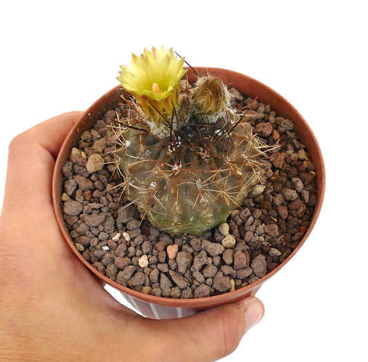 小さな丸いサボテン、黄色い花と長いトゲ付きのピュロカクタス属、鉢植え