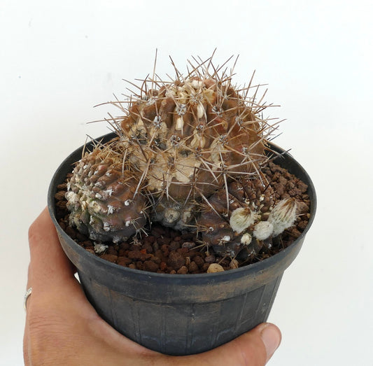 Pyrrhocactus affinis rare succulent cactus with spiny brown clustered stems in black pot