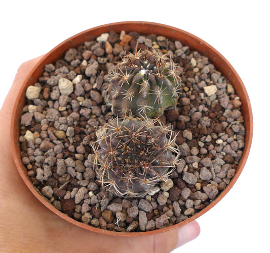 Pyrrhocactus strausianus liten saftig kaktus med brune pigger i terrakottapotte
