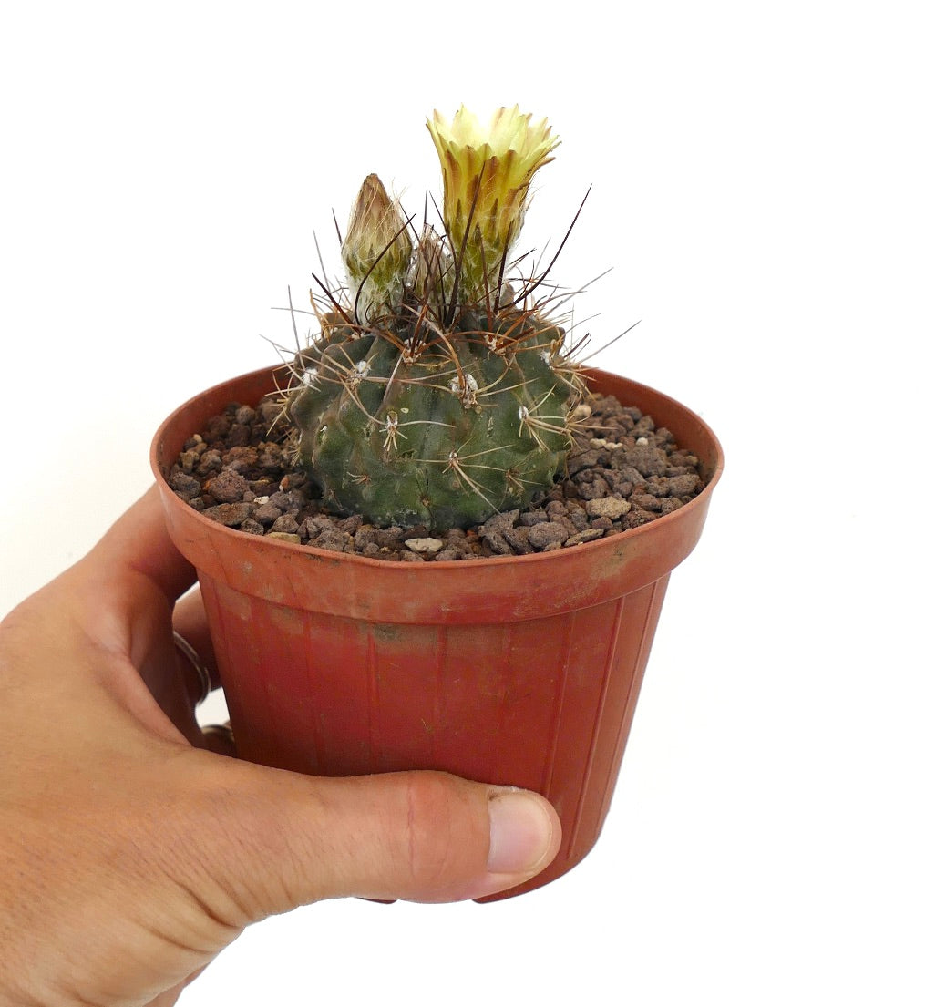 Pyrrhocactus sp. piccolo cactus succulento con fiore giallo e lunghe spine in vaso