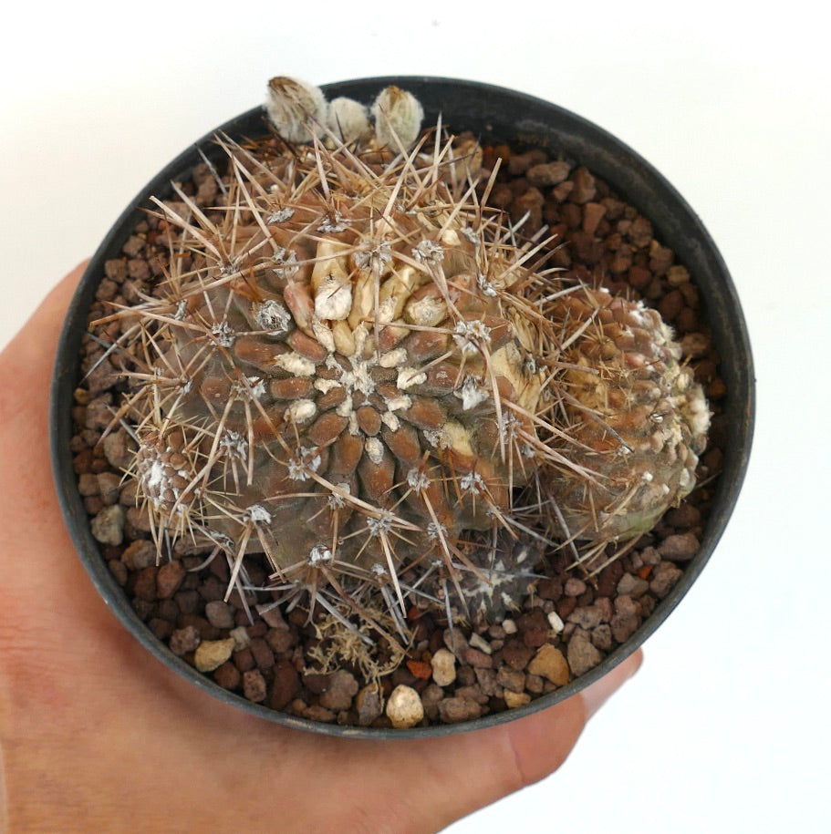 Pyrrhocactus affinis rare succulent cactus with dense long spines and textured stems in pot