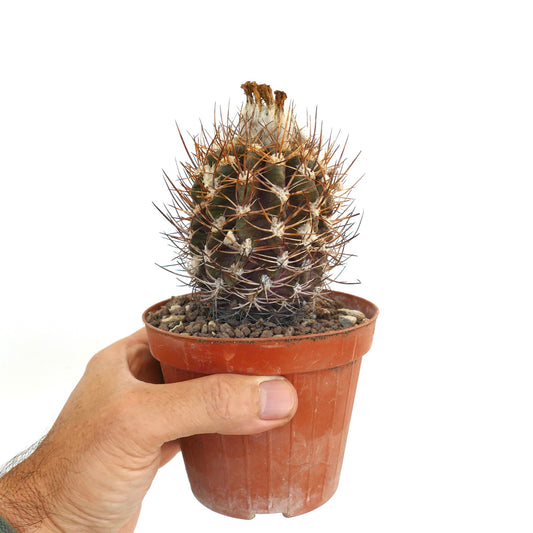 ไพโรคาคตัส สปีชีส์ AW282 กระบองเพชรอวบน้ำมีหนามสีน้ำตาลเข้มหนาแน่นในกระถางเล็กที่ถืออยู่ในมือ