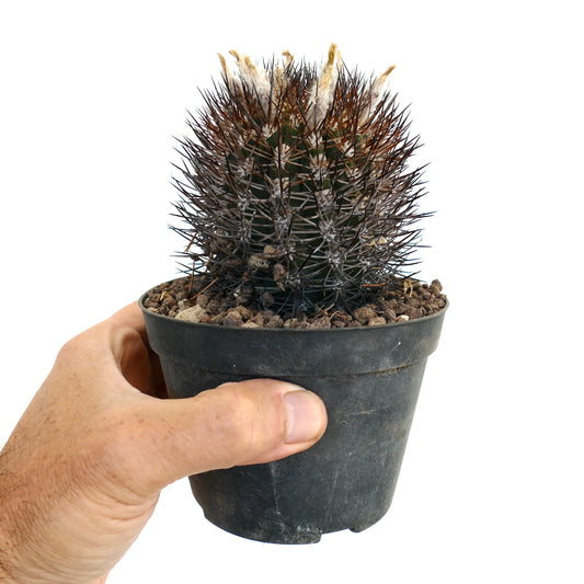 ไพร์โรกาแคคตัส สายพันธุ์เล็ก สีเขียวเข้ม มีหนามแข็งแหลมสีน้ำตาลหนาแน่นในกระถางสีดำ