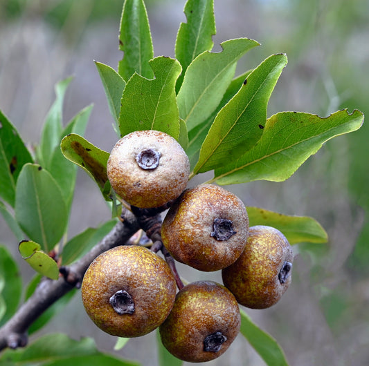 Pyrus amygdaliformis branch with green leaves and round brown speckled fruits