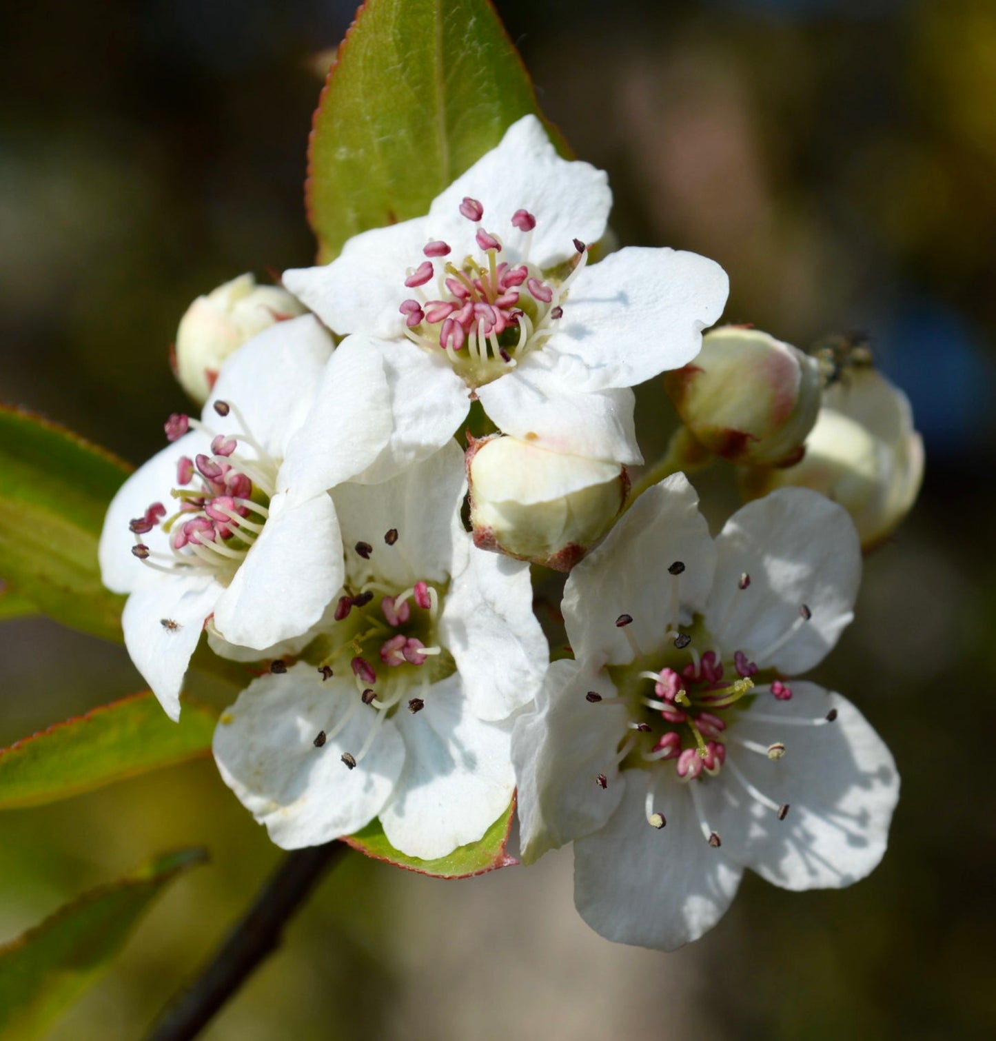 Pyrus pashia delicate white flowers with pink stamens and green leaves close-up