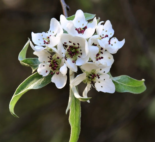Pyrus salicifolia white delicate flowers with slender green leaves close-up