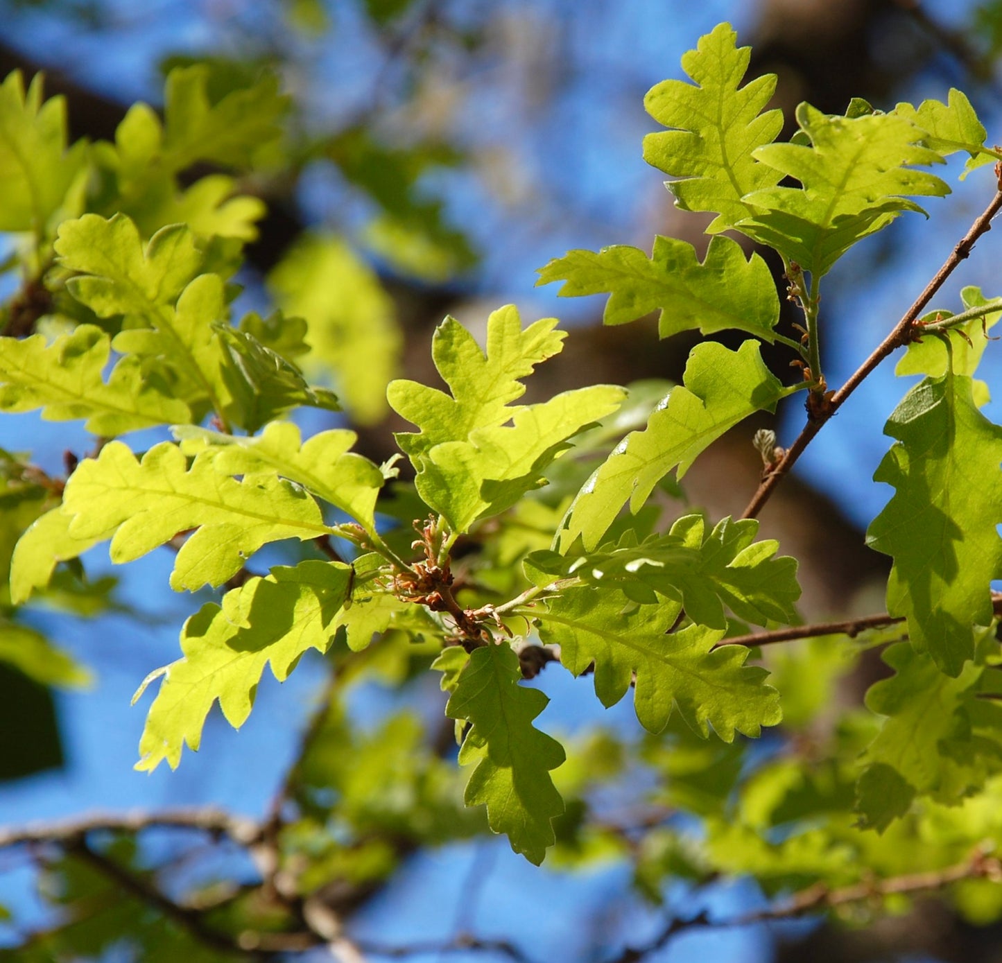 Foglie lobate di colore verde brillante di Quercus gussonei su ramo di albero contro il cielo blu