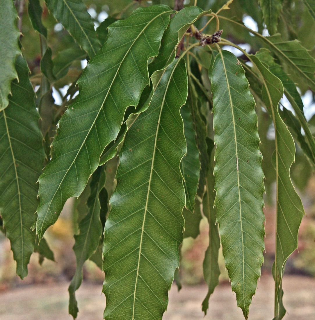Quercus acutissima serrated green leaves with prominent veins and elongated shape