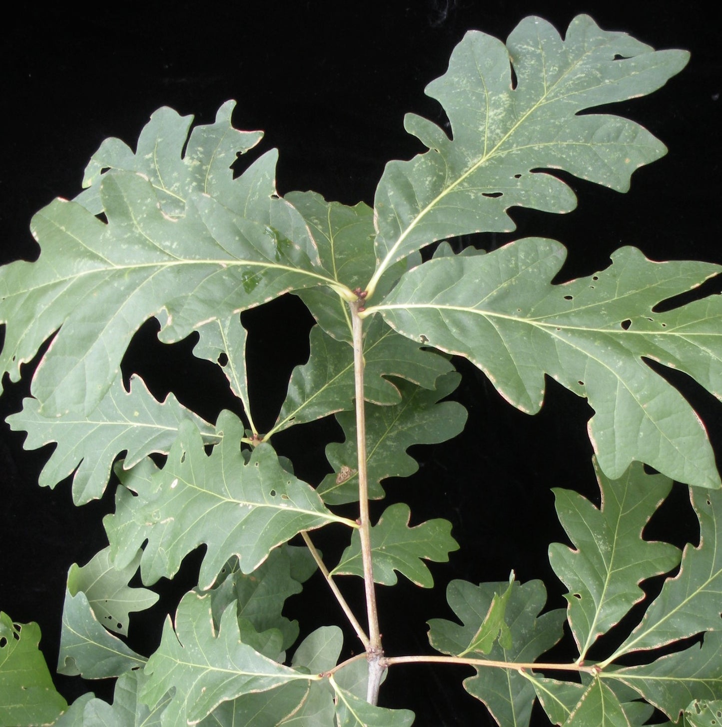 Quercus alba lobed green leaves with visible veins on slender branches against black background