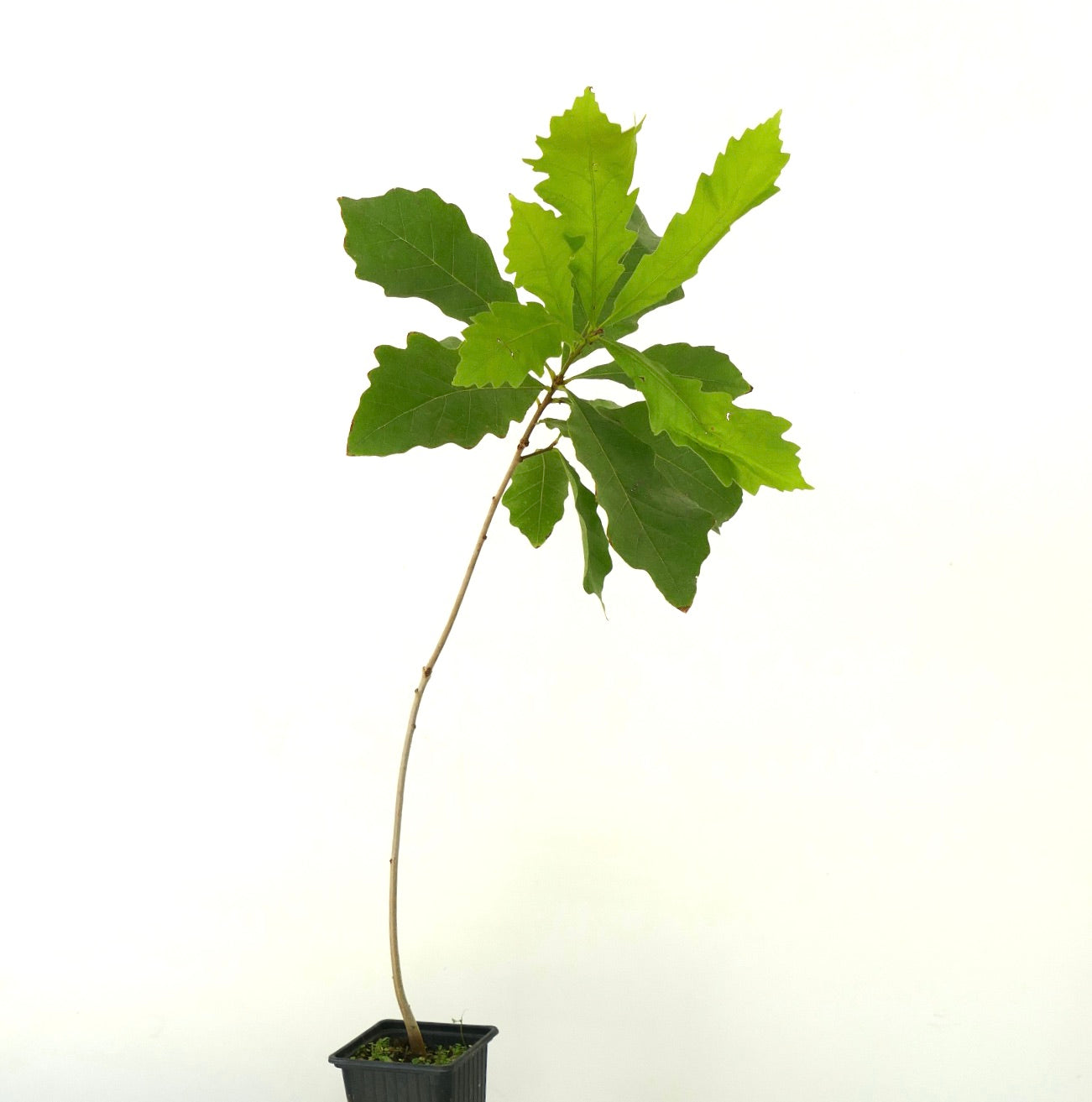 Jeune arbre Quercus bicolor avec feuilles vertes lobées dans un pot de pépinière noir