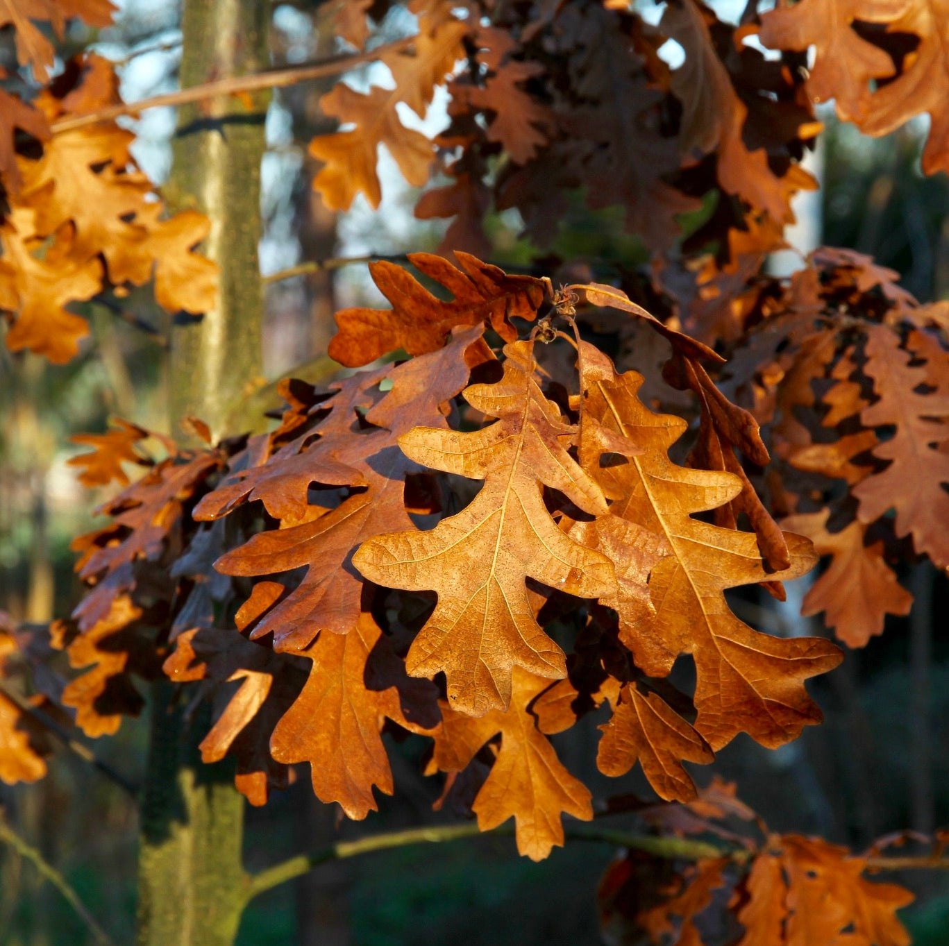 Quercus cerris autumn leaves with lobed edges and warm brown hues on tree branches