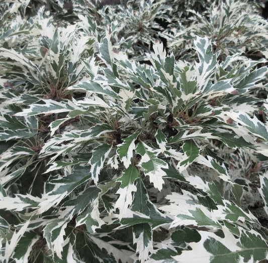 Quercus cerris cv "CLOUD DREAM" variegated oak leaves with white and green patterns