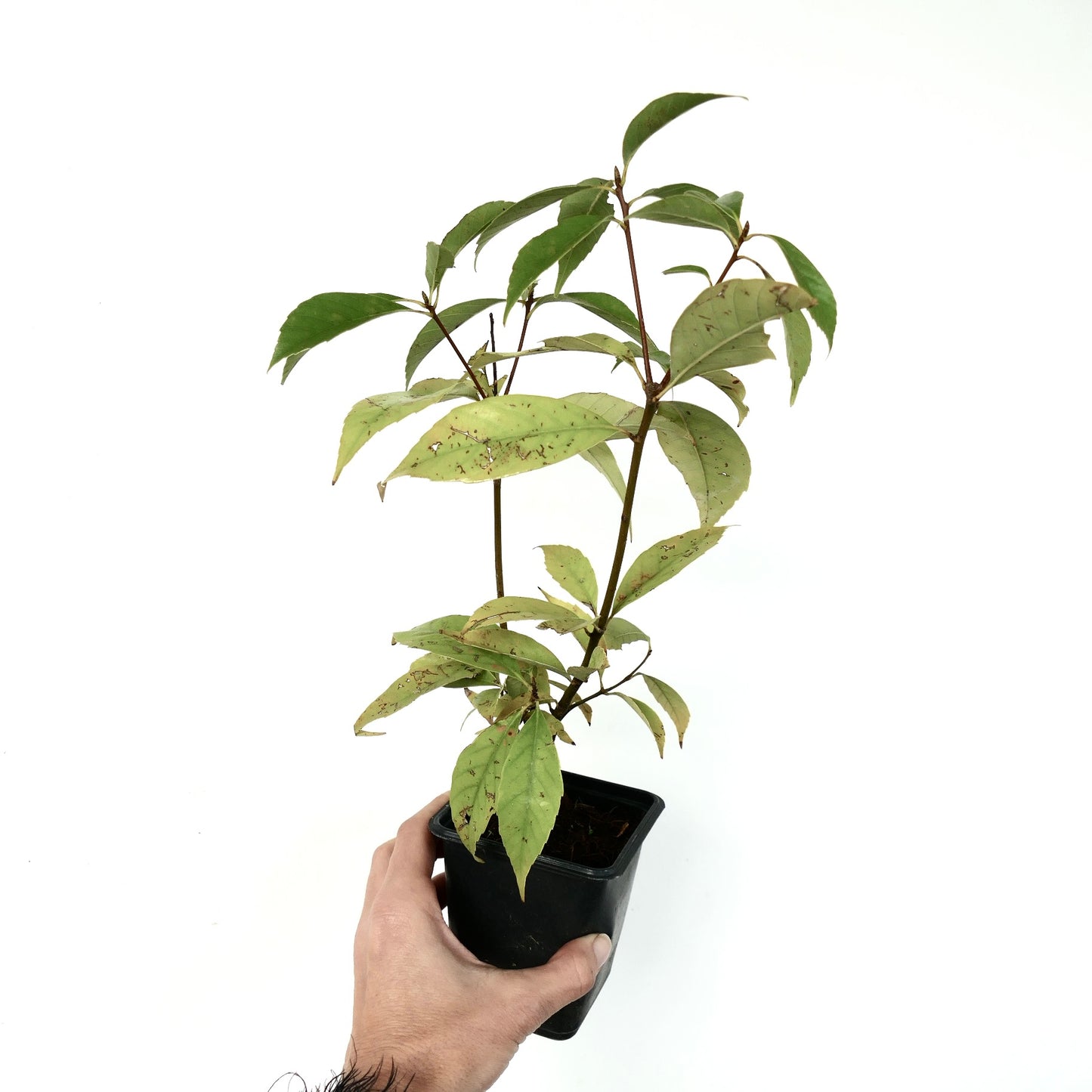 Planta joven en maceta de Quercus glauca con hojas verdes alargadas y tallos delgados