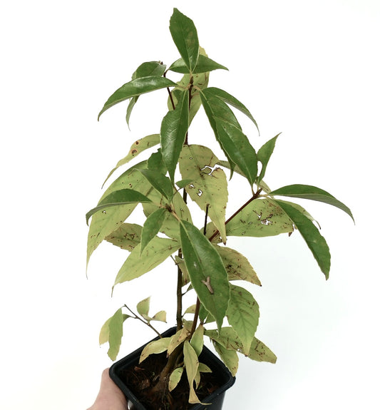 Quercus glauca young plant with elongated green leaves and some damaged foliage