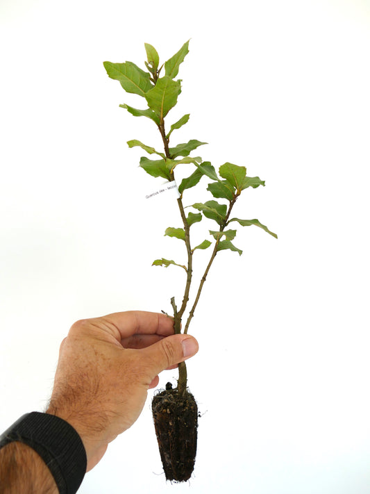 Quercus ilex young seedling with green leaves and exposed root ball held by hand