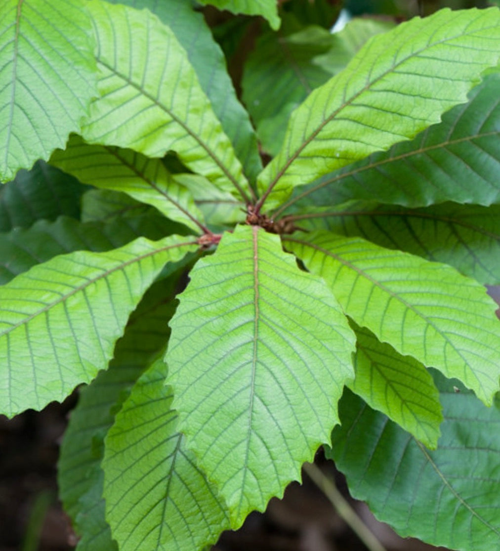 Quercus insignis hojas verdes brillantes con bordes dentados y venas prominentes en primer plano