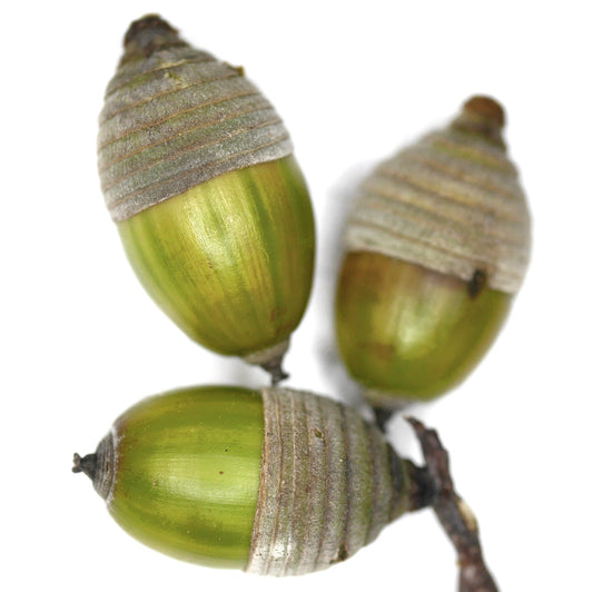 Quercus myrsinifolia green acorns with textured caps close-up on white background