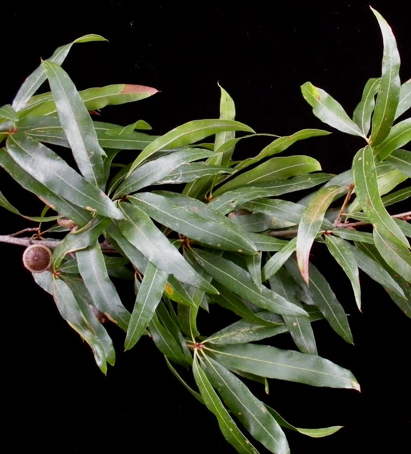 Quercus phellos foglie verdi sottili con forma allungata e ghiande su ramo