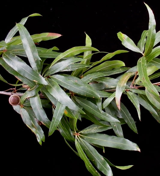 Quercus phellos slender green leaves with elongated shape and acorns on branch