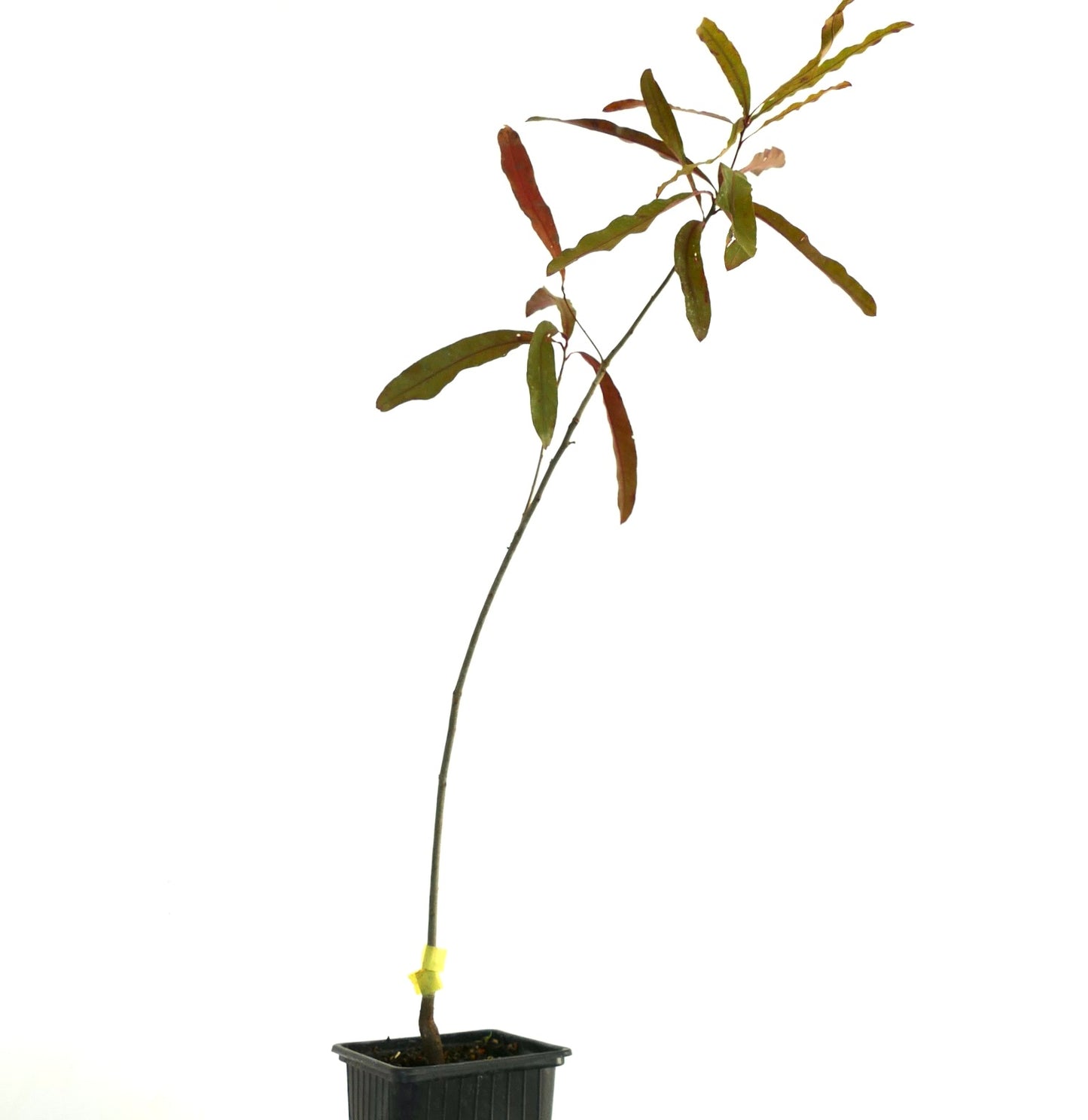 Quercus phellos árbol joven y esbelto con hojas estrechas verdes y marrones en maceta negra