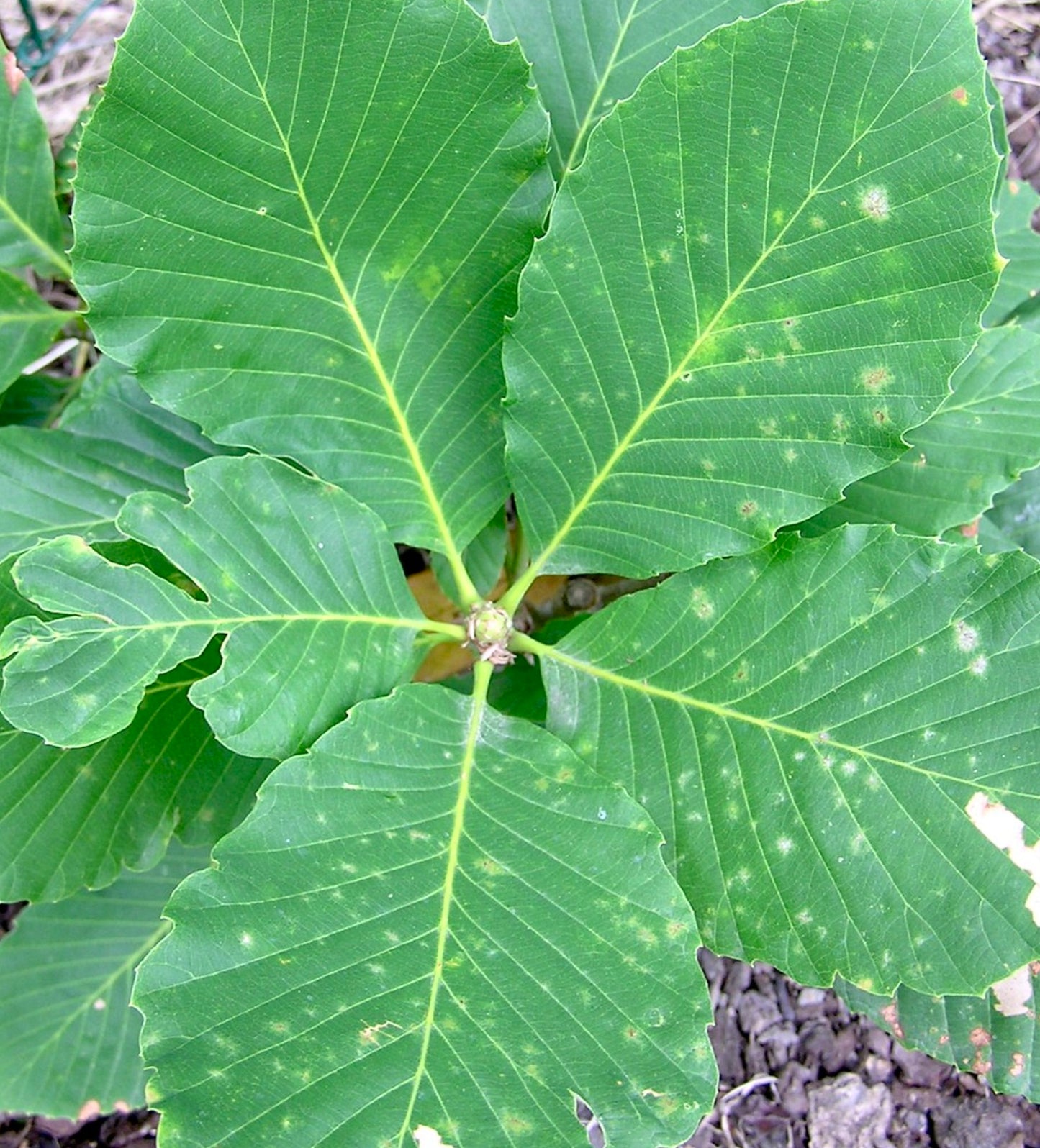 Quercus pontica large green leaves with serrated edges and visible veins growing outdoors