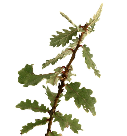 Quercus pubescens woody stem with lobed green leaves and fine hair texture