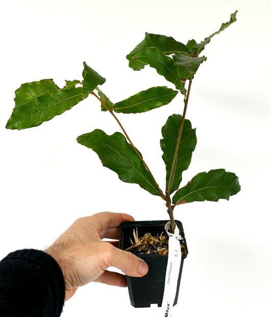 Quercus rhysophylla cv 'Maya' young plant with glossy green elongated leaves in small pot