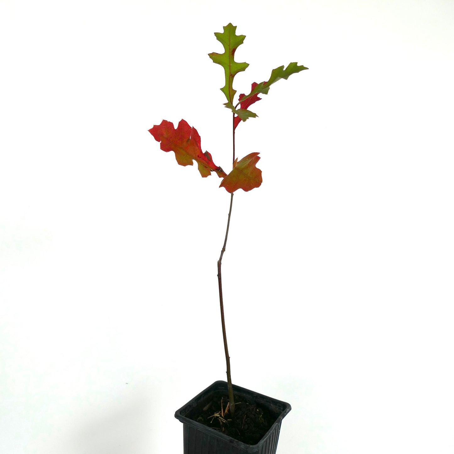 Junger Quercus texana Baum mit gelappten grünen und roten Blättern in schwarzem Topf