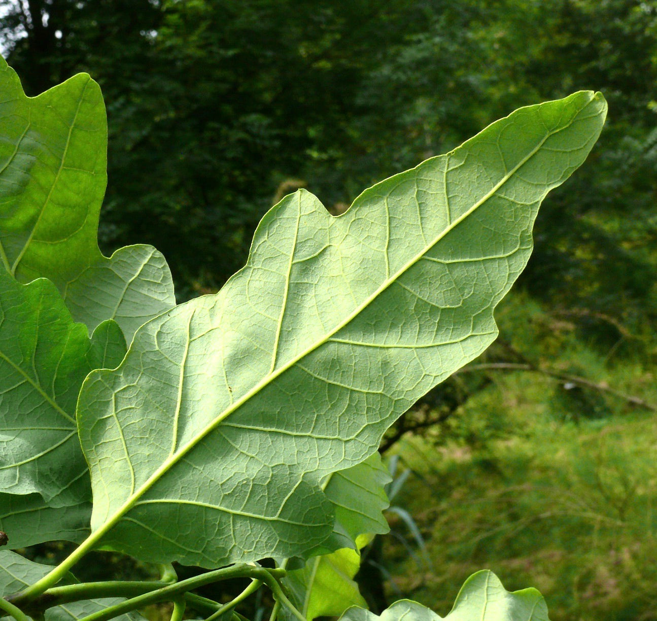 Quercus x saulii large lobed green leaves with prominent veins in natural outdoor setting