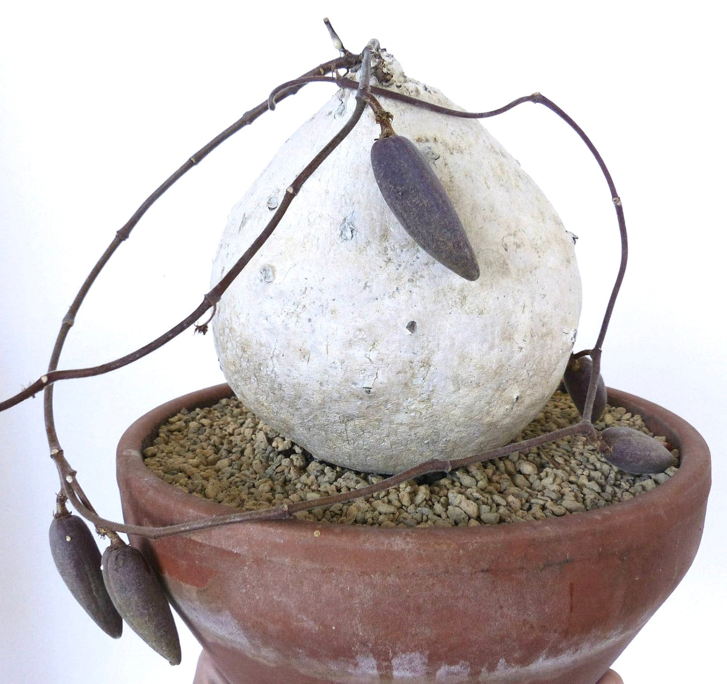 Raphionacme hirsuta caudex succulent with elongated dark purple fruits in terracotta pot