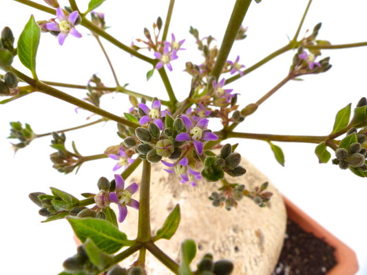 Raphionacme madiensis rare caudiciform succulent with small purple flowers and green leaves