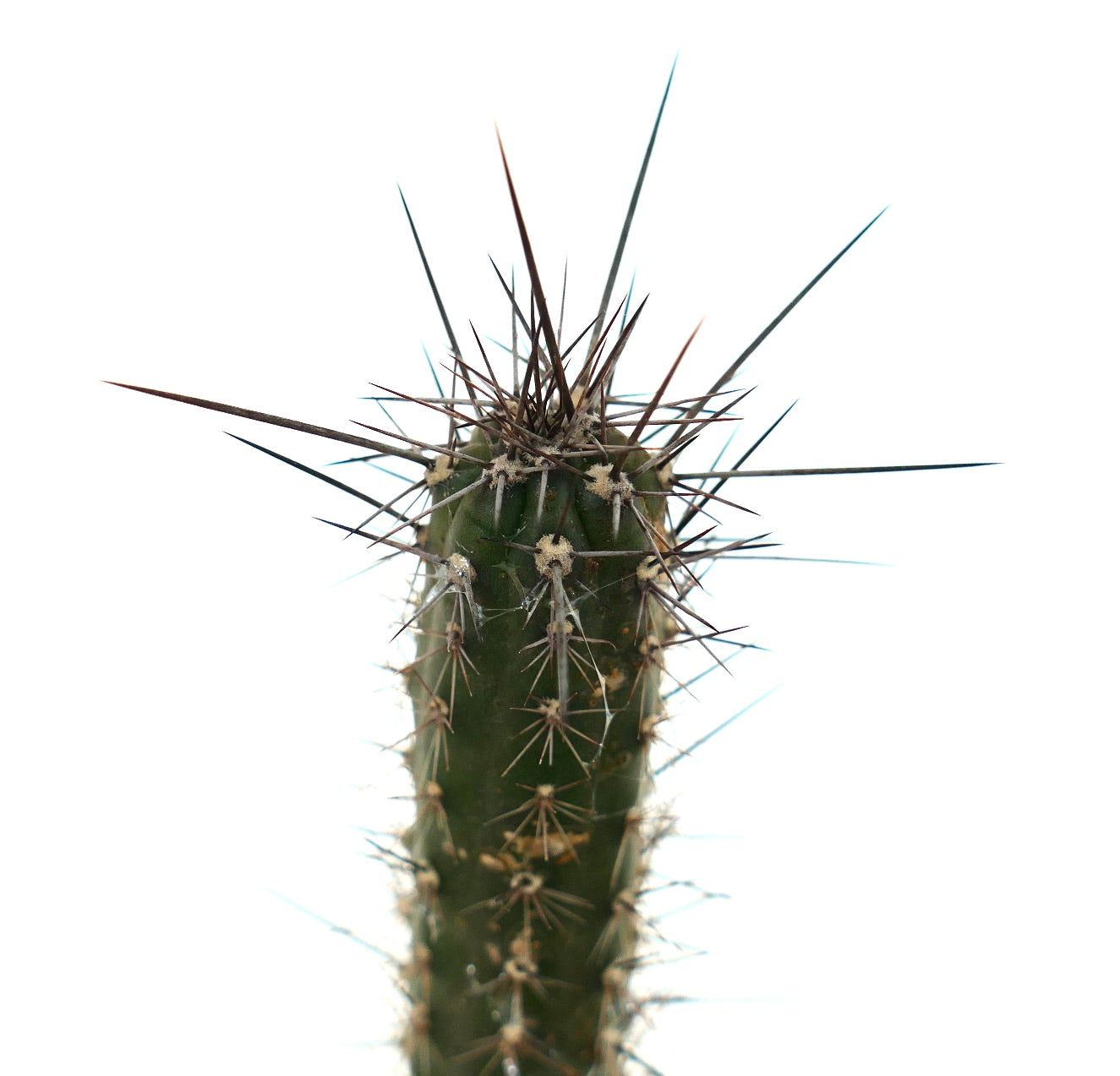 Rathbunia alamosensis KT6