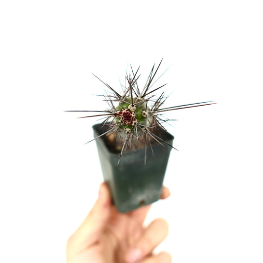 Rathbunia alamosensis RARE CACTUS SPECIE