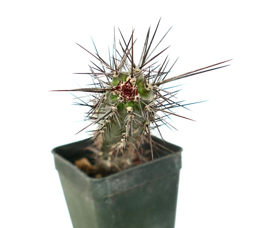 Rathbunia alamosensis RARE CACTUS SPECIE