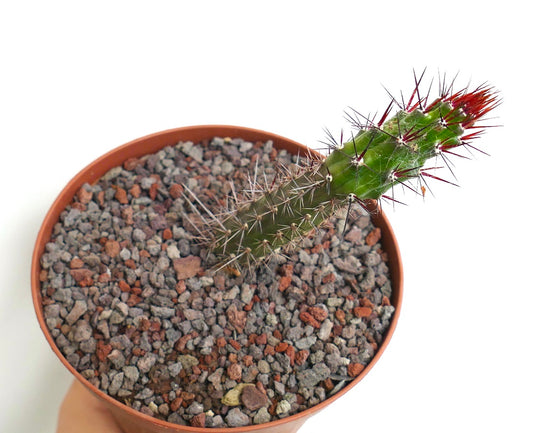 Rathbunia alamosensis pequeño cactus con espinas de punta roja en maceta de terracota