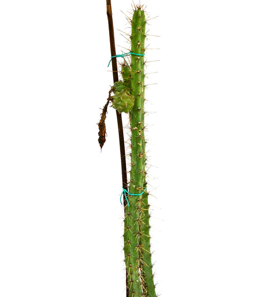 Rathbunia sonorensis tall green cactus with long sharp spines and a small side growth