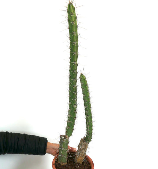 Rathbunia sonorensis tall green cactus with long sharp spines and slender stems