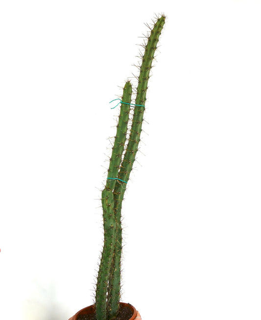 Rathbunia sonorensis tall green cactus with sharp spines in terracotta pot