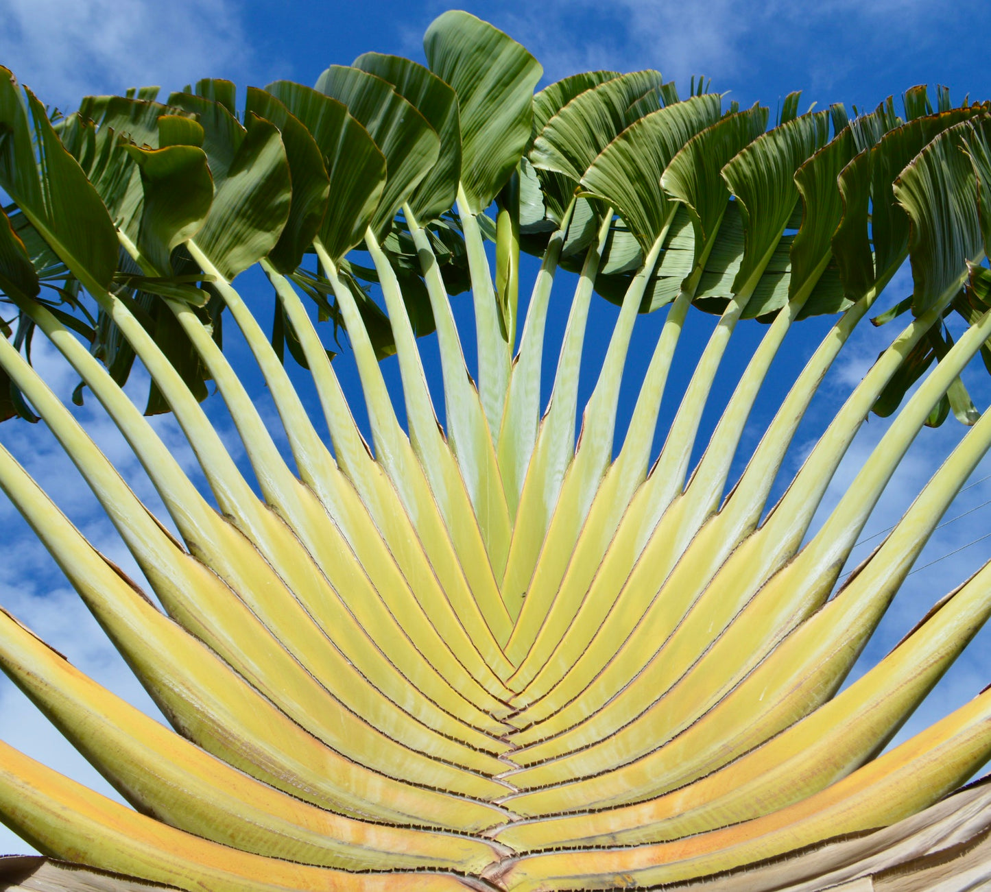 Ravenala madagascariensis con grandi foglie verdi a ventaglio e steli alti e pallidi contro il cielo azzurro