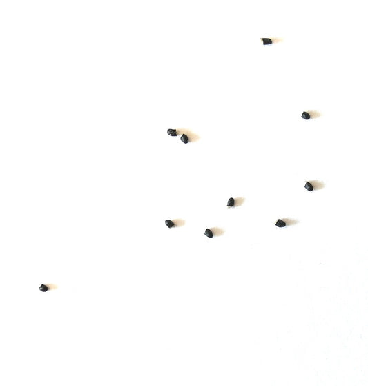 Rebutia senilis small black cactus seeds scattered on white background