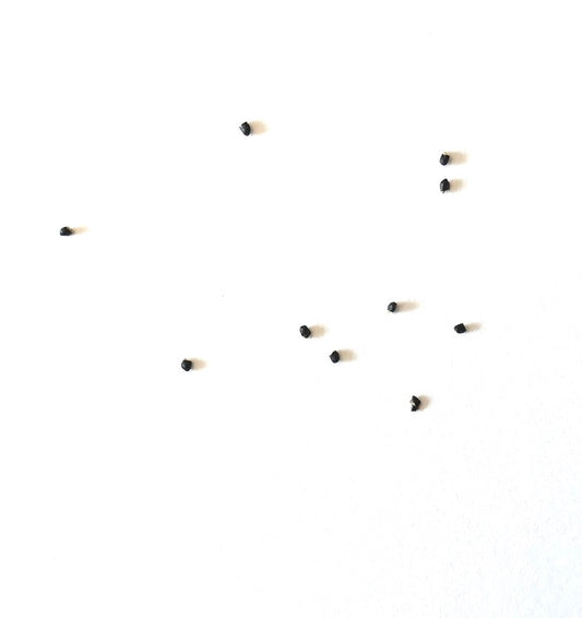 Rebutia senilis var. kesselringiana cactus seeds scattered on white background